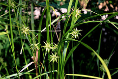 Carex grayi (3)