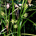 Carex grayi (3)