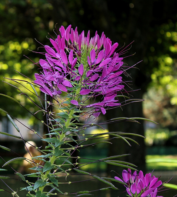 Cleome hassleriana