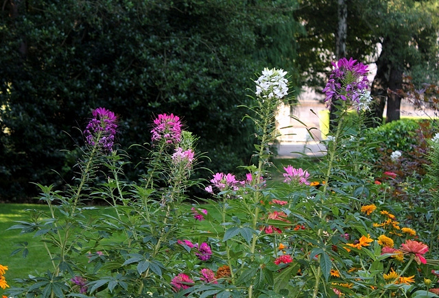 Cleome hassleriana