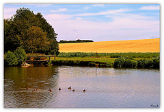 L'ETANG AUX CANARDS *** L'ETANG AUX CANARDS ***