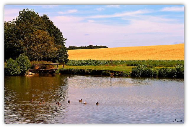 L'ETANG AUX CANARDS ***