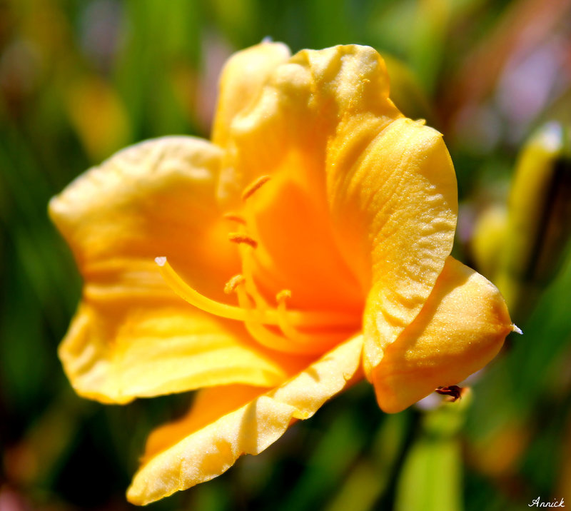 JAUNE SOLEIL ***