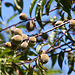 20120515 9916RAw [E] Pfrisich, Herguijuela