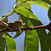 20120515 9914RAw [E] Ägyptische Wanderheuschrecke (Anacridium aegypticum), Feige, Herguijuela