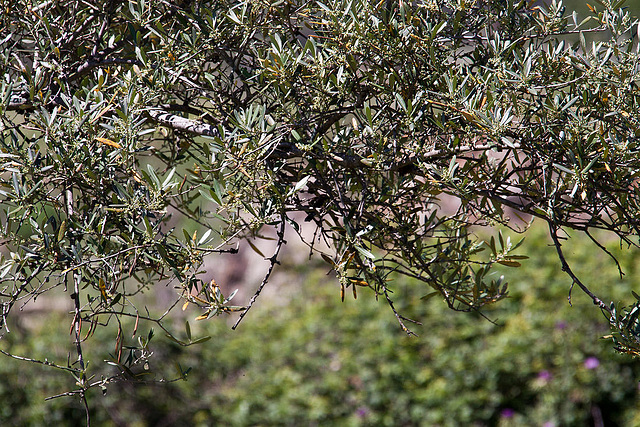 20120515 9910RAw [E] Baum, Herguijuela