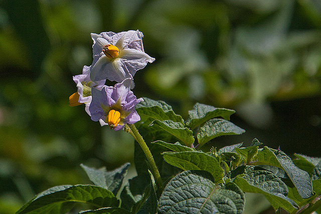 20120515 9909RAw [E] Kartoffel, Herguijuela