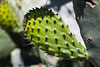 20120515 9906RAw [E] Kaktus, Opuntie, [Herguijuela]