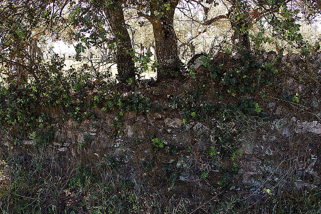 20120515 9904RAw [E] Steinmauer, Herguijuela