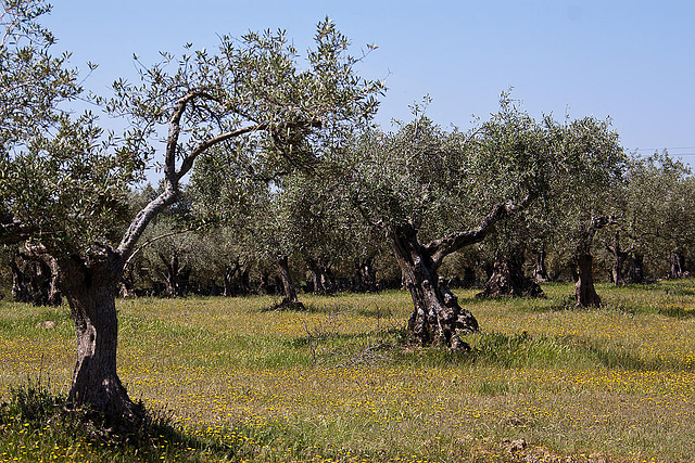 20120515 9902RAw [E] Olivenbaum, Herguijuela