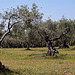 20120515 9902RAw [E] Olivenbaum, Herguijuela