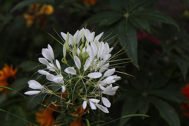 Cleome (3)