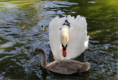 Cygnes Maman et fiston