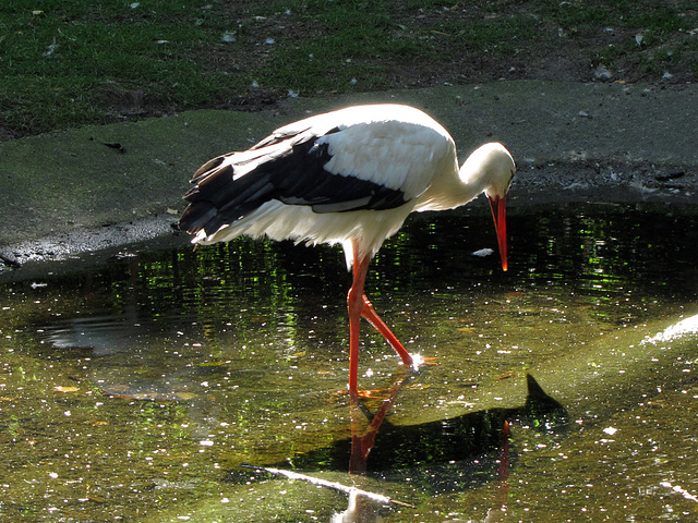 Storch