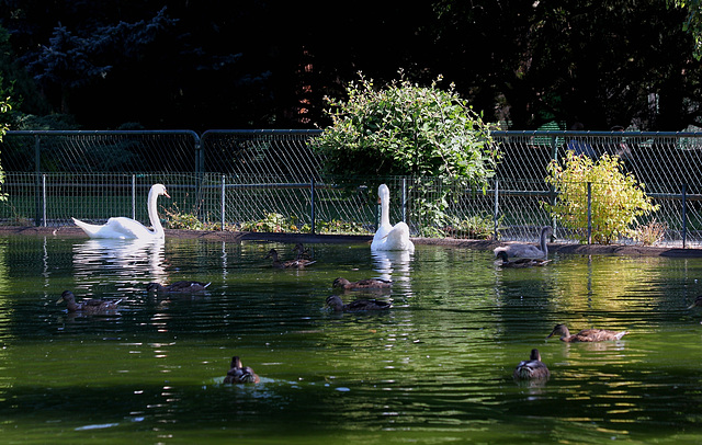 Cygnes (2)