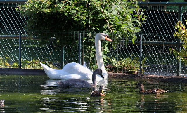 Cygnes (3)