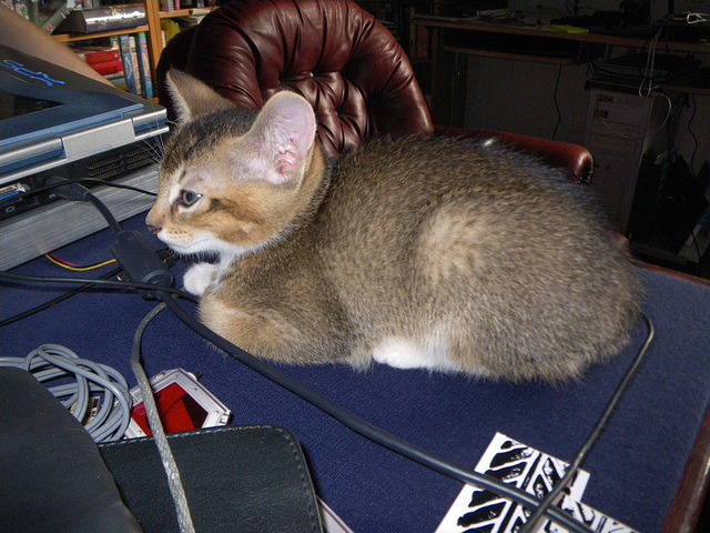 Sushi nice and warm by Johan's computer