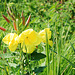 Am Wegrand (Nachtkerze)
