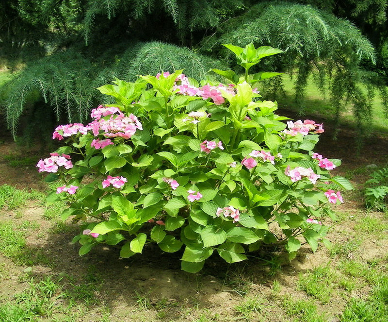 Massif  d'hortensias