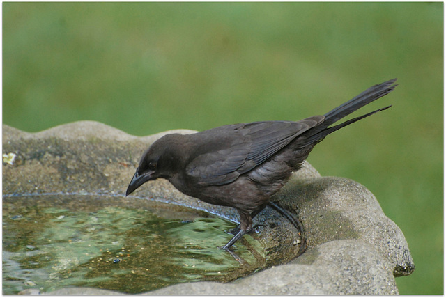 Grackle