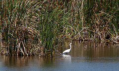 20120514 9780RTw [E] Silberreiher, Almaraz