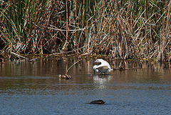 20120514 9786RTw [E] Seidenreiher (Egretta garzetta), Blässhuhn (Fulica atra), Saucedilla, Extremadura