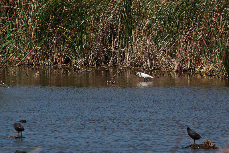20120514 9787RTw [E] Seidenreiher (Egretta garzetta), Blässhuhn (Fulica atra), Saucedilla, Extremadura
