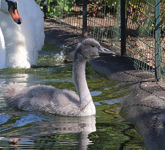 Cygnes - le vilain petit canard