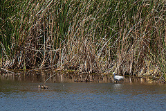 20120514 9793RTw [E] Silberreiher, Almaraz