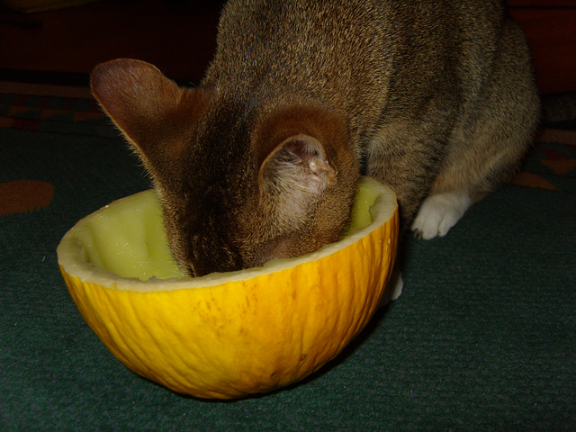 not only does Pelle eat carrot, but also melon. Wierd !