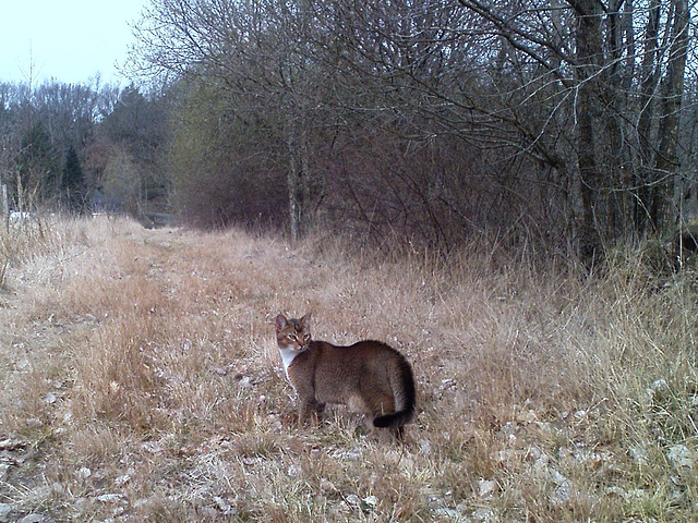 Pelle, the panther