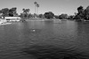 Belvedere Park Lake - East Los Angeles (0709)