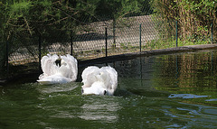 Cygnes fonçant vers la bouffe