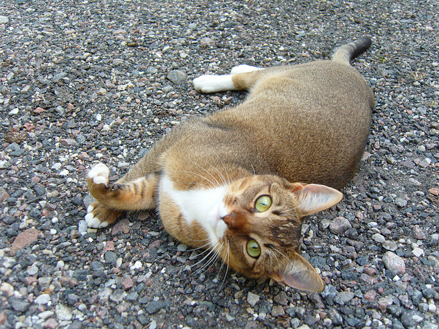 Abby enjoying the cool gravel