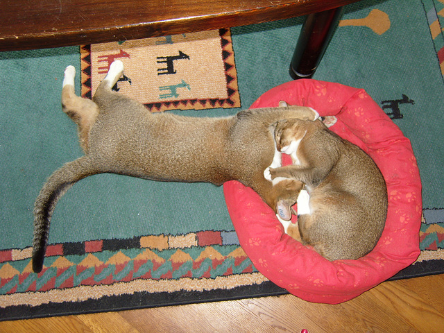No way they both fit in the cat bed now