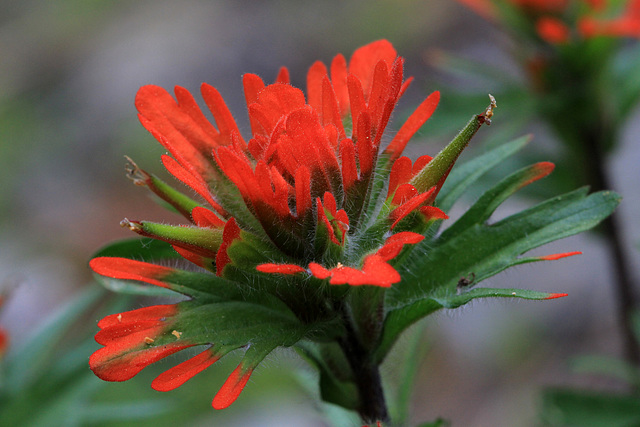 Harsh Paintbrush Harsh Paintbrush