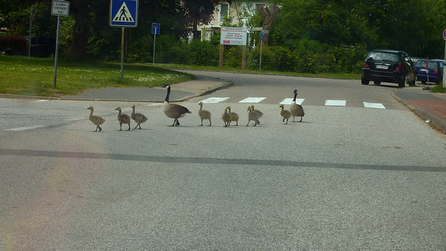 geese family (for chiche)