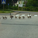 geese family (for chiche)