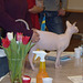 the "marzipan pig" getting jugded