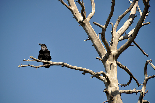 Crow on dead tree - Wyoming, Yellowstone