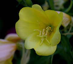 Oenothera biennis