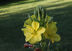 Oenothera  biennis