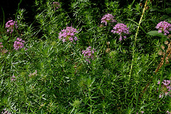 Crucianelle pourpre- Phuopsis Stylosa