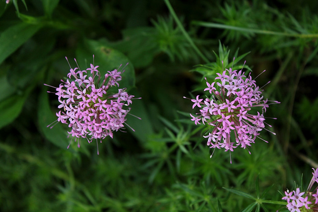 Crucianelle pourpre- Phuopsis Stylosa