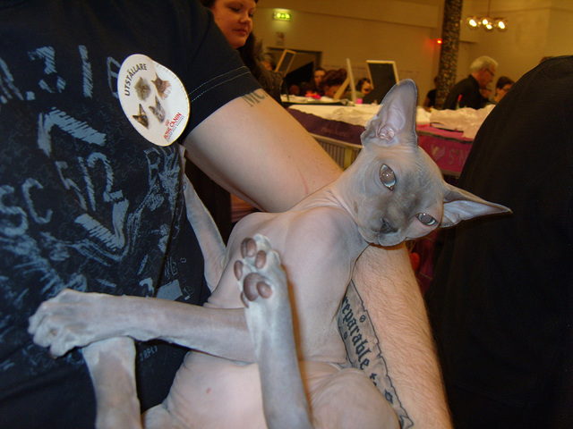 Silver the Sphynx cat