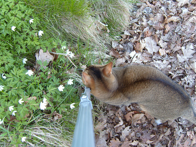 Pelle the cuddle-butt