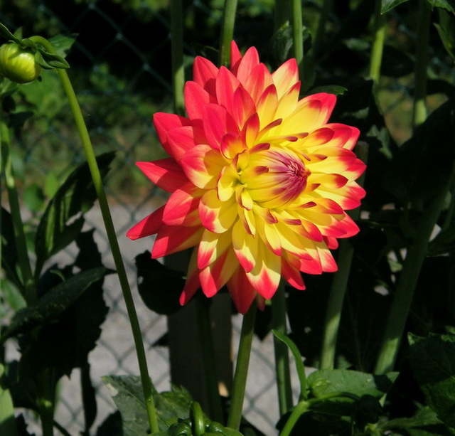 Dahlia