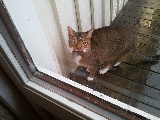 Pelle with a field vole