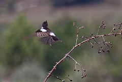 20120515 9899RAw [E] Schwarzkehlchen (Saxicola torquatus), Herguijuela, Extremadura, Spanien