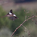 20120515 9899RAw [E] Schwarzkehlchen (Saxicola torquatus), Herguijuela, Extremadura, Spanien